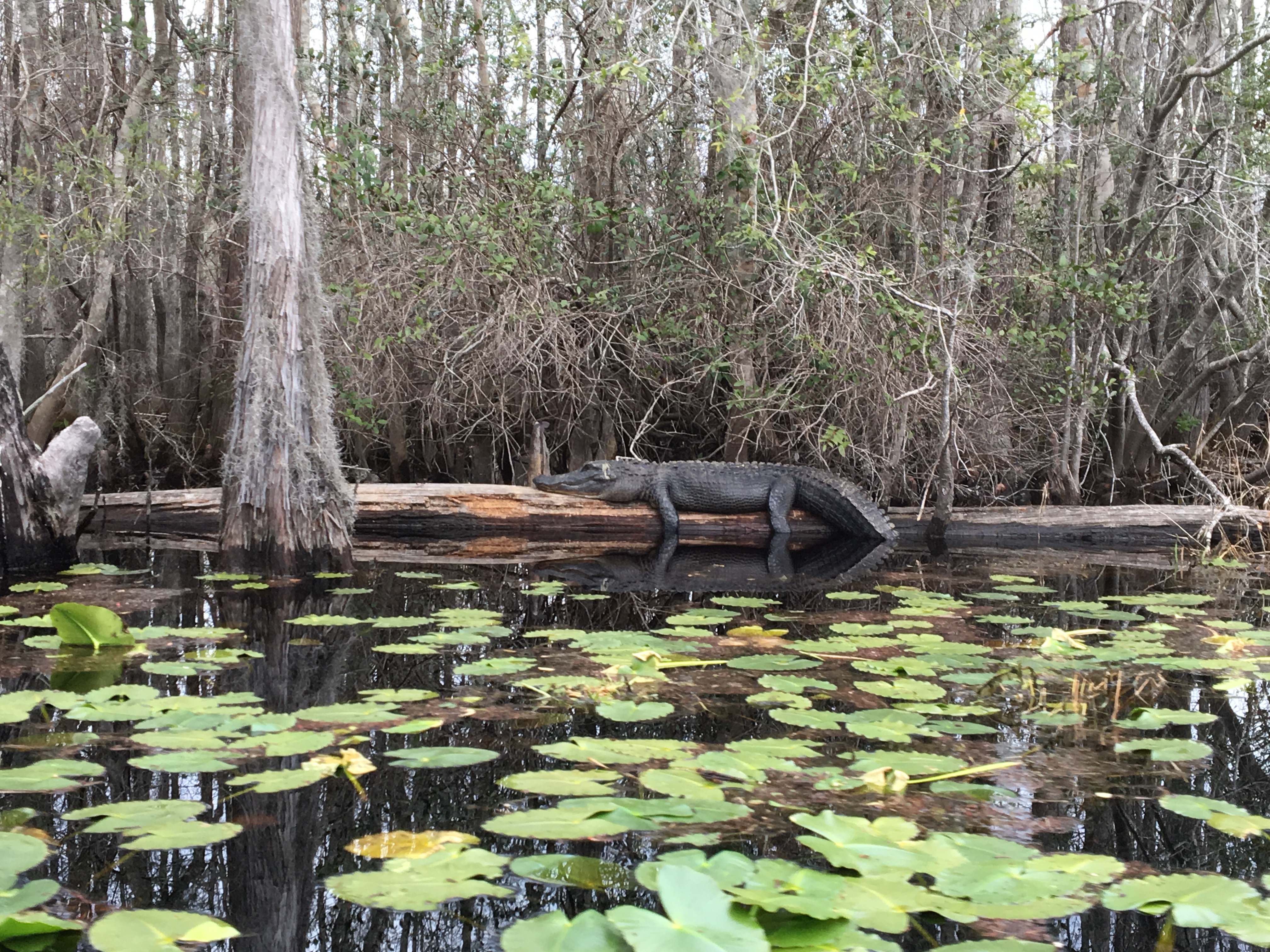 Okefenokee Swamp: “There's no other place in the world like the ...